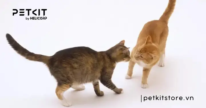 Vì Sao Mèo Đực Triệt Sản Vẫn Gào Cái?