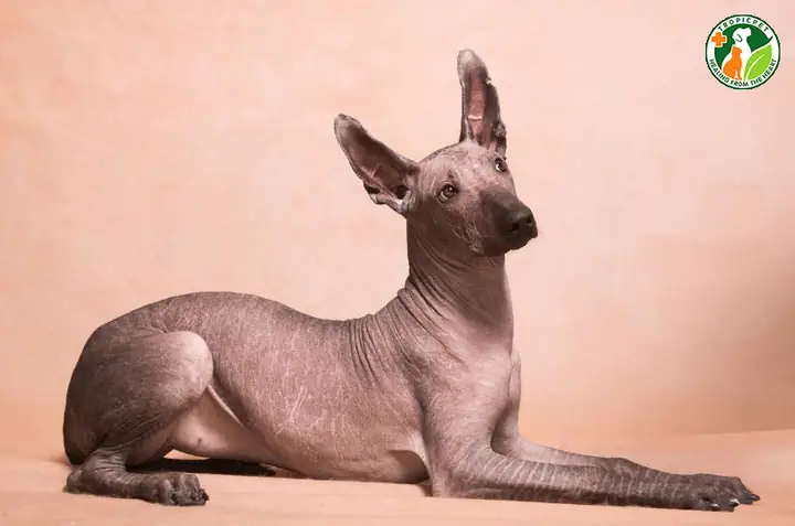 Chó Không Lông Xolo (xoloitzcuintli)