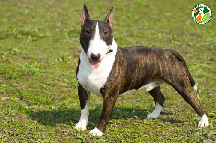 Chó Sục Bò(bull Terrier)