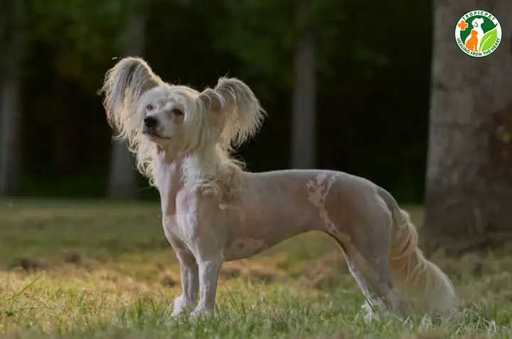 Chó Có Mào Trung Quốc (chinese Crested) Chó Có Mào Trung Quốc (chinese Crested)