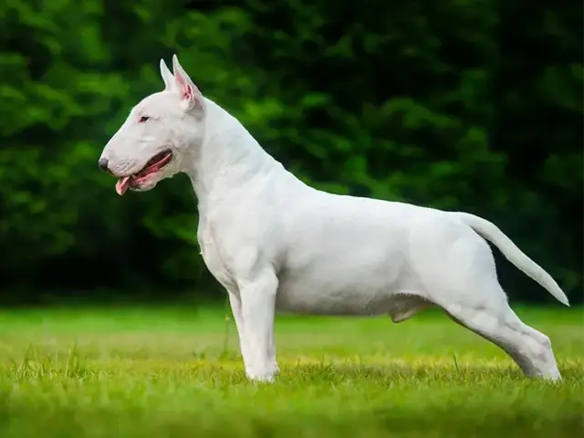 Bull Terrier (chó Sục Bò) Bull Terrier (chó Sục Bò)
