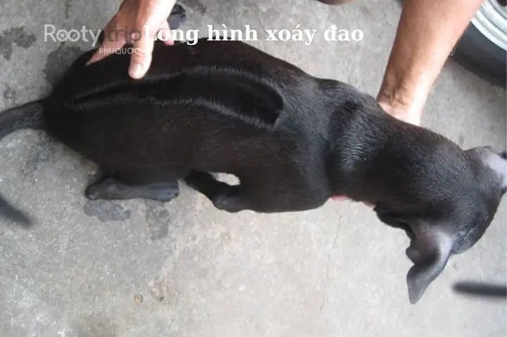 Chó Phú Quốc Có Mấy Loại Xoáy?