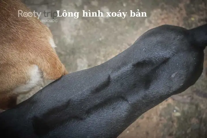 Chó Phú Quốc Có Mấy Loại Xoáy?