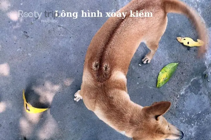 Tìm Hiểu Chó Phú Quốc: Đặc Điểm, Nguồn Gốc, Giá Bán