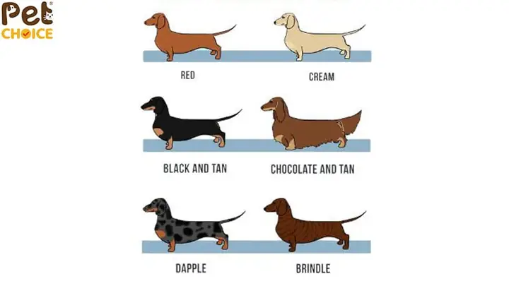 Phân Loại Bộ Lông Chó Lạp Xưởng