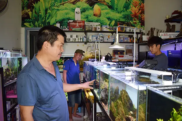 Chơi Bể Cá Thủy Sinh