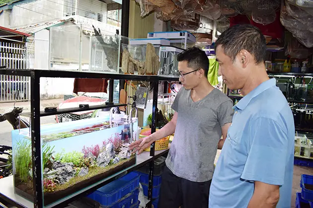 Chơi Bể Cá Thủy Sinh