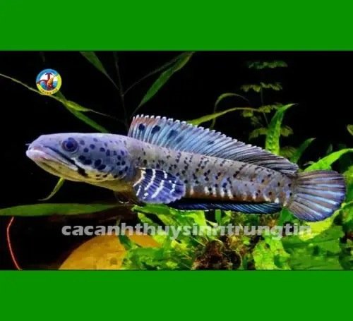 Cá Lóc Pháo Hoa Đốm Vàng