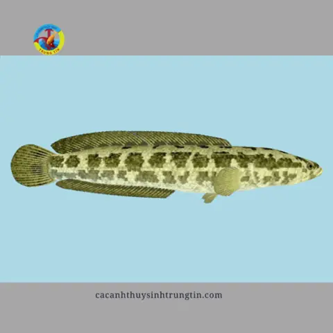 Cá Lóc Hỏa Tiễn