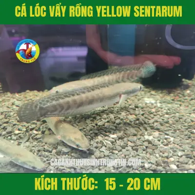 Cá Lóc Yellow Sentarum Size 15-20