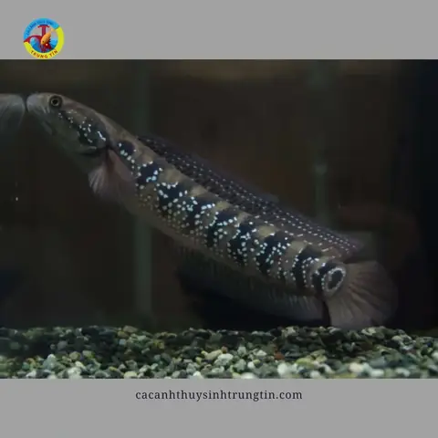 Cá Lóc Trân Châu Đen (channa Asiatica White Spot)