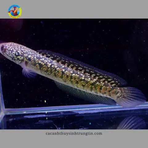 Cá Lóc Trân Châu