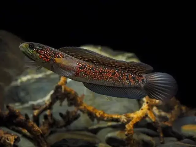 Cá Lóc Trân Châu Ngũ Sắc (channa Asiatica Kalimaya)