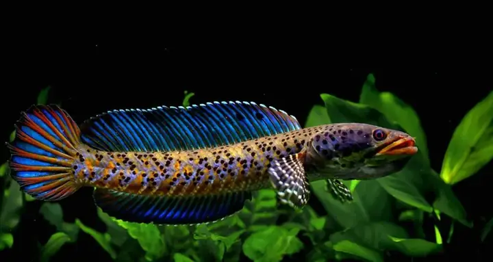 Cá Lóc Pháo Hoa Da Báo (channa Ornatipinnis)