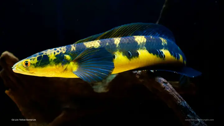 Cá Lóc Vẩy Rồng Vàng (channa Marulioides Yellow Sentarum)