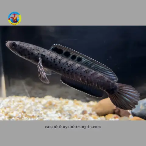 Cá Lóc Trân Châu