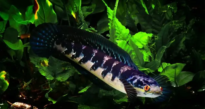 Cá Lóc Mắt Bò (channa Marulius)