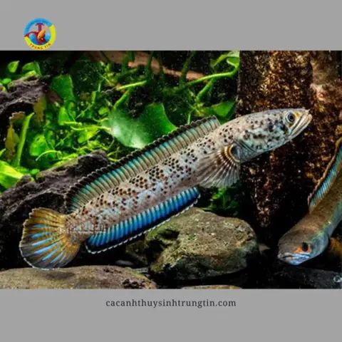 Cá Lóc Tiểu Hoàng Đế