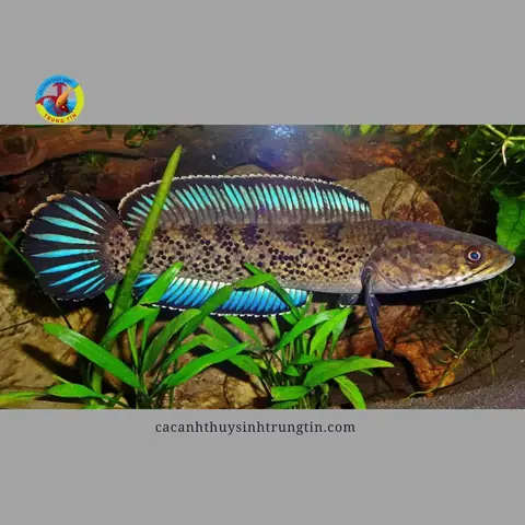 Cá Lóc Tiểu Hoàng Đế (channa Stewartii)