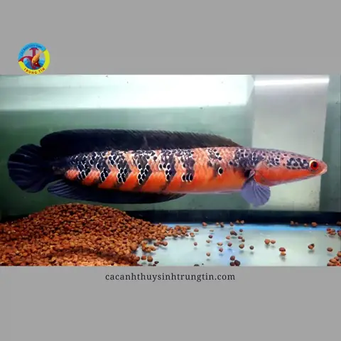 Cá Lóc Vẩy Rồng Đỏ (channa Marulioides Red Barito)