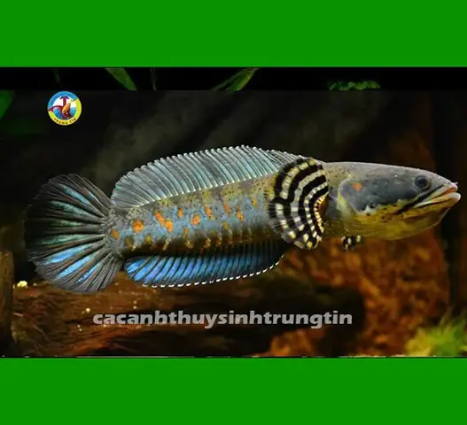 Cá Lóc Pháo Hoa Đốm Vàng (channa Pulchra)