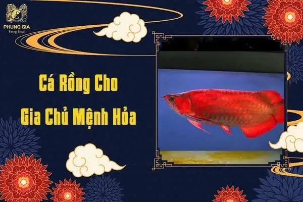 Gia Chủ Mệnh Hỏa Nên Chọn Cá Rồng Màu Gì?