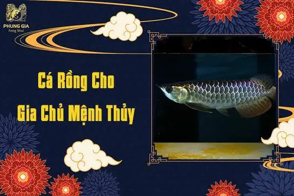 Cá Rồng Cho Gia Chủ Mệnh Thủy