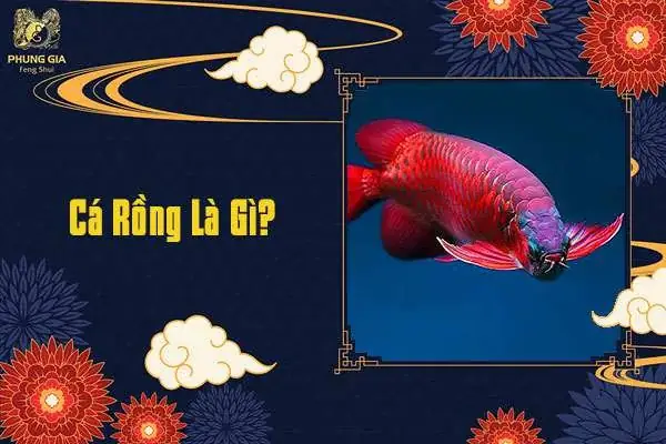 Cá Rồng Là Gì?