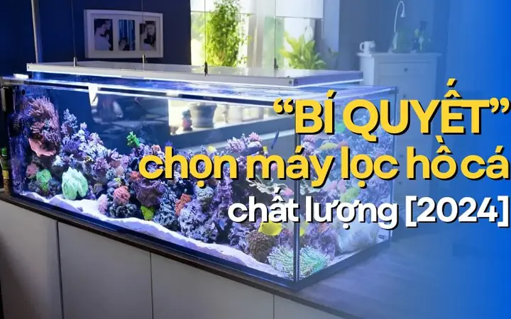 Bật Mí "bí Quyết" Chọn Máy Lọc Hồ Cá Chất Lượng [2024]