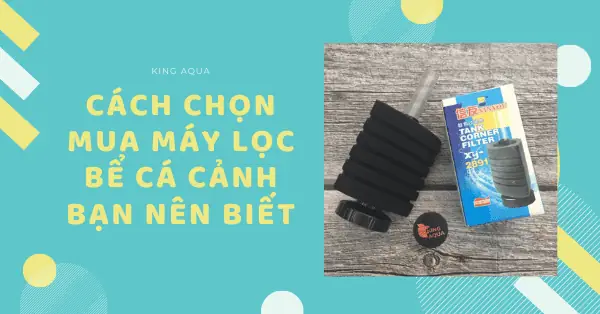 Cách Chọn Mua Máy Lọc Bể Cá Cảnh Bạn Nên Biết