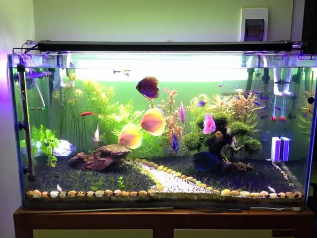 Cách Lựa Chọn Máy Sưởi Bể Cá Phù Hợp