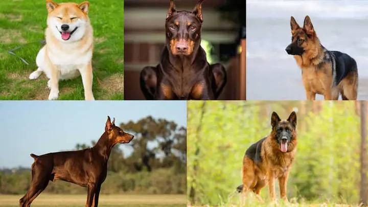 1lựa Chọn Giống Chó Bảo Vệ Chủ