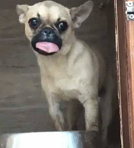 Nghịch Ngợm, Tò Mò... Là Những Đức Tính Không Thể Thiếu Của Thú Cưng. Tuy Nhiên, Táy Máy Khiến Ong Nổi Giận, Đốt Cho Sưng Vù Cả Lưỡi Như Chú Chó Dưới Đây Thì Không Hề Dễ Chịu.