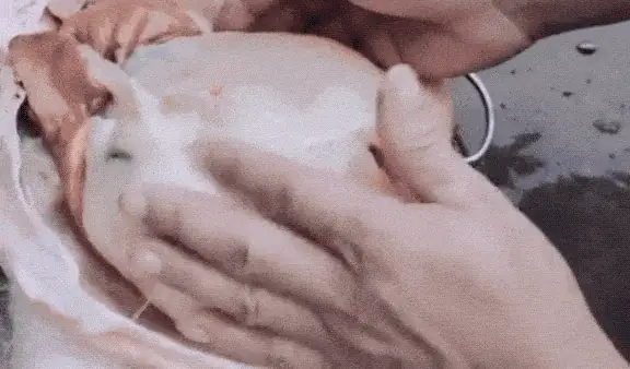 Chú Chó Tinh Nghịch, Ảnh Hài Hước, Câu Chuyện Hài Hước Về Chú Chó