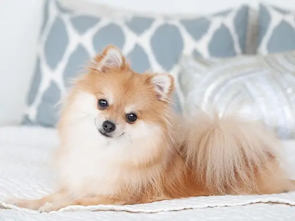 Tuyển Tập Hình Ảnh Chó Con Dễ Thương Nhất Thế Giới