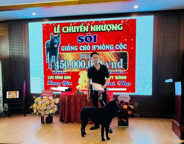 Với Giá 450 Triệu Đồng, Chú Chó Này Được Coi Là Chú Chó H’mông Cộc Có Giá Trị Cao Nhất Việt Nam Từ Trước Đến Nay, Đồng Thời Được Xếp Vào Top Những Giống Chó Đắt Nhất Thế Giới.
