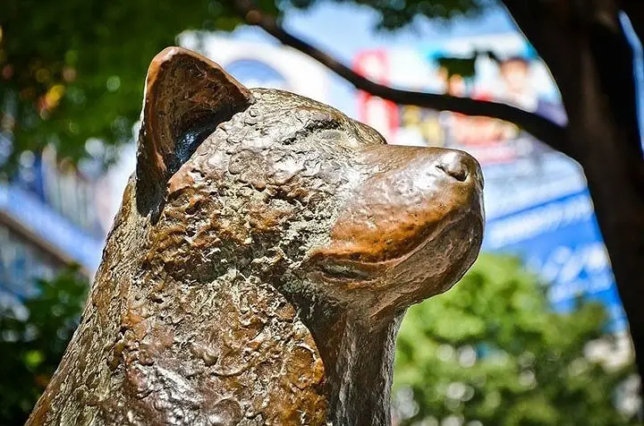 Chú Chó Nổi Tiếng Ở Nhật