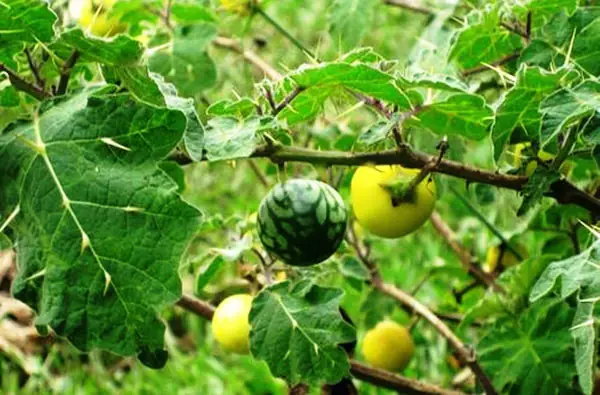 Chữa Bệnh Chó Dại Cắn Bằng Thuốc Nam