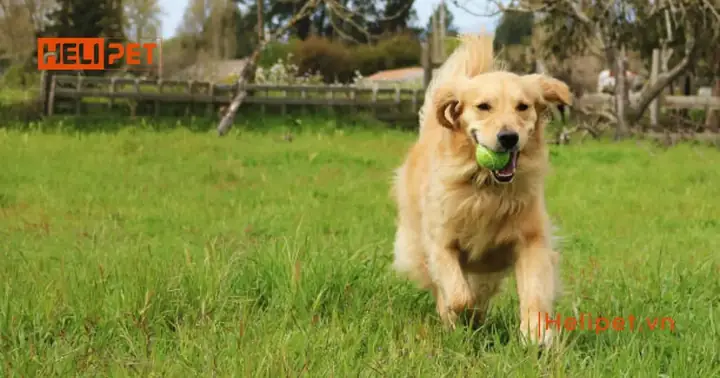 Khi Nào Chó Bị Gãy Chân Đi Lại Được?