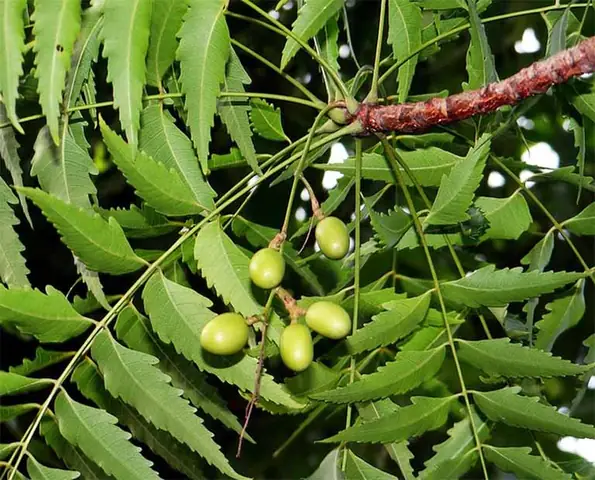 Tìm Hiểu Công Dụng Của Lá Xoan Trong Việc Trị Bệnh Ghẻ