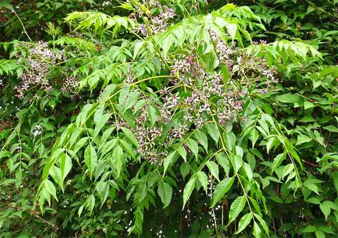 Chữa Ghẻ Cho Chó Bằng Lá Xoan