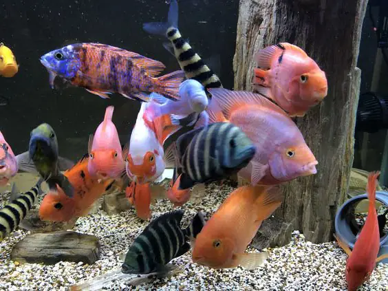 Tăng Đề Kháng Cho Cá Tăng Đề Kháng Cho Cá