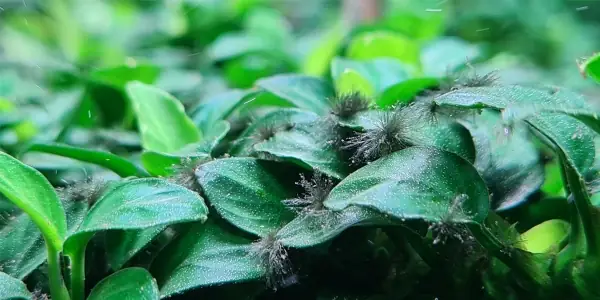 Cách Xử Lý Rêu Chùm Đen Trong Bể - Rêu Hại, Bba Remove ...