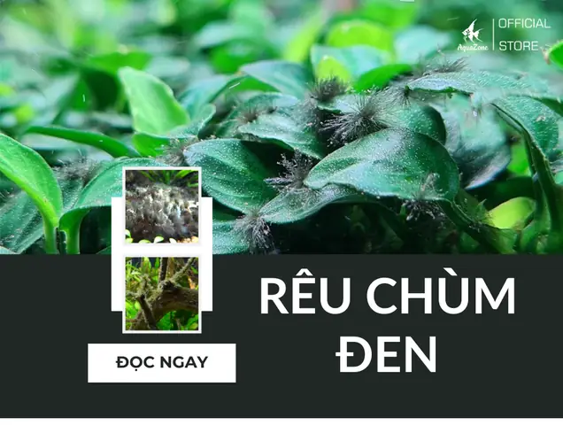 Rêu Chùm Đen Là Gì? Cách Xử Lý Rêu Chùm Đen Cho Bể Cá ...