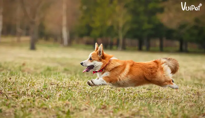 Nuôi Chó Ở Chung Cư – Có Nên Hay Không?