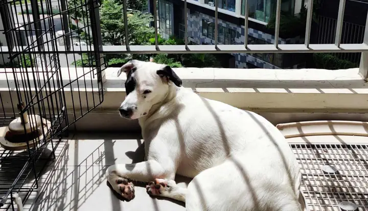 Kinh Nghiệm Nuôi Chó Ở Chung Cư