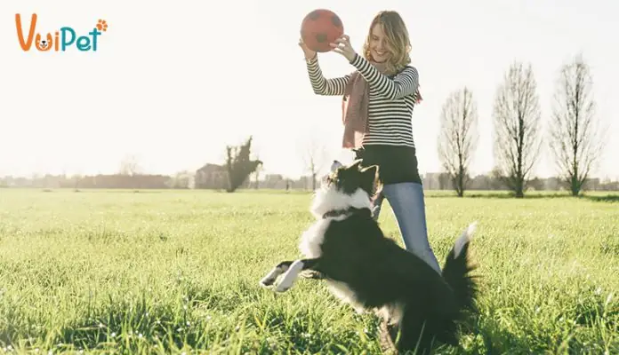 Những Đặc Điểm Ở Các Giống Chó Cảnh Cần Biết Trước Khi Nuôi