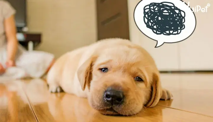 Kinh Nghiệm Nuôi Chó Ở Chung Cư