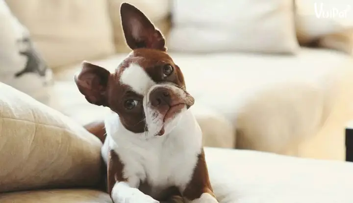 Nuôi Chó Ở Chung Cư – Có Nên Hay Không?