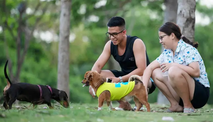 Kinh Nghiệm Nuôi Chó Ở Chung Cư